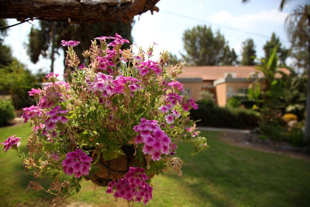 Shaar Hagolan Kibbutz Country Lodging Kültér fotó